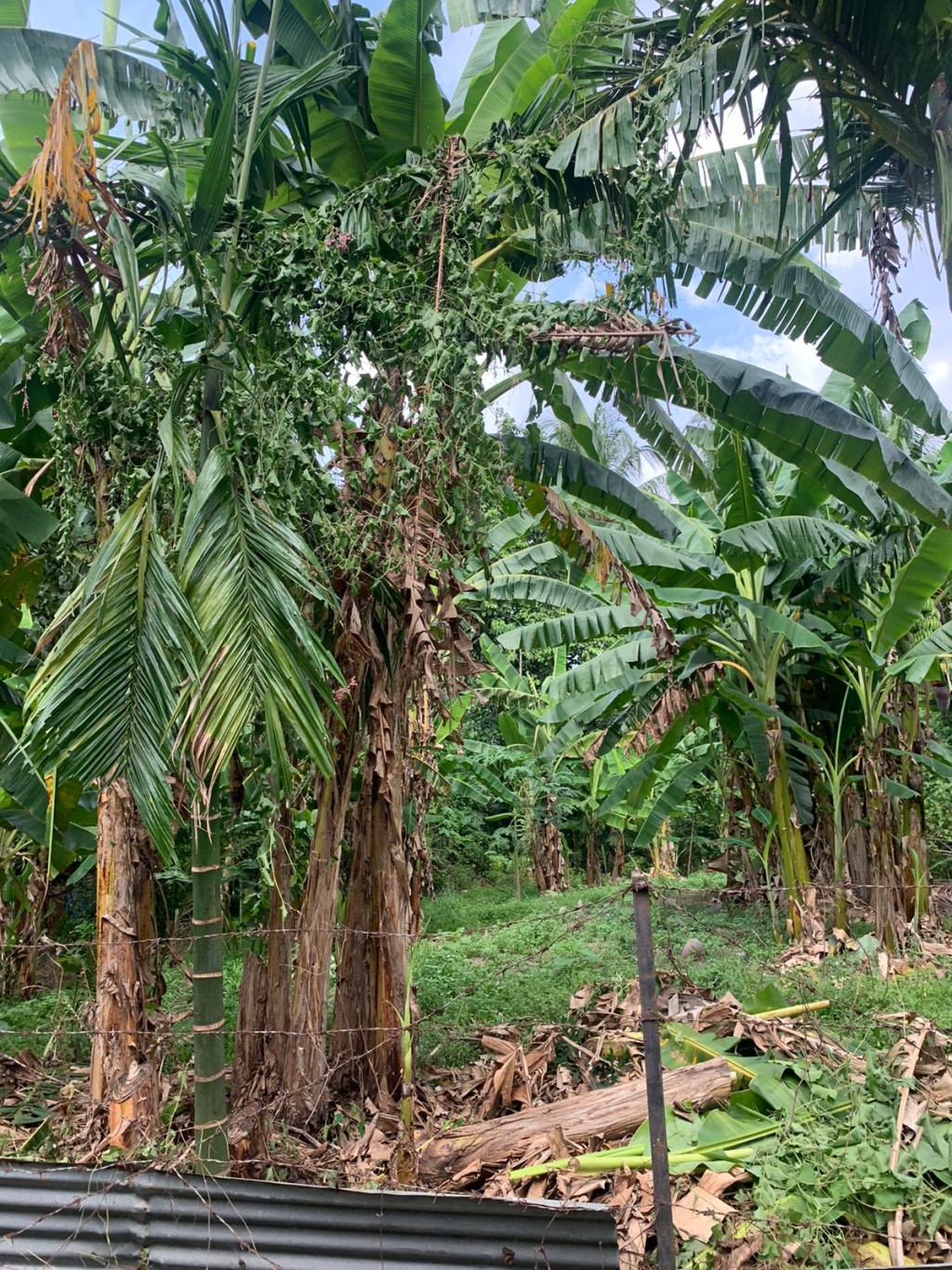 tanaman pohon pisang gampong lamsidaya